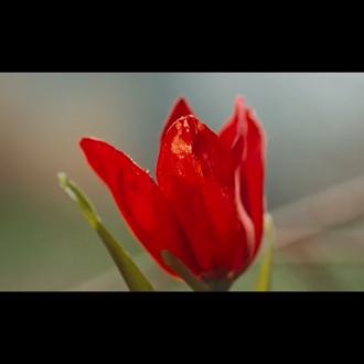 TULIP (artificial) Made to order item Gassal Tabii series prop