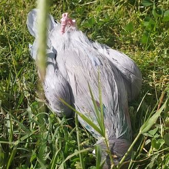 PIGEON (realistic) Made to order Gassal Tabii series prop