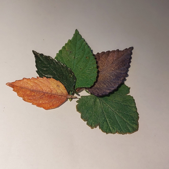 LEAF pin
