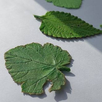 LEAF pin