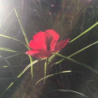 POPPY (artificial) Made to order Another Self 2022 netflix series prop