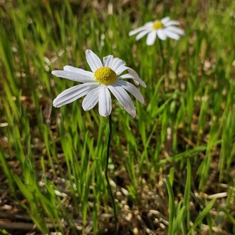 DAISY (artificial) Made to order Gassal Tabii serises prop