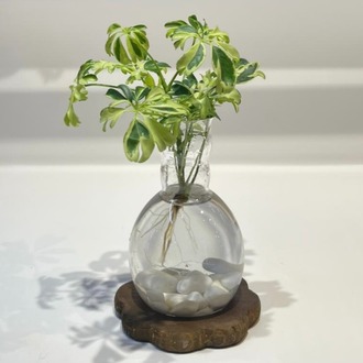 Schefflera Variegata | Suda Yetişen Yeşil Zarafet – Ahşap Altlıklı