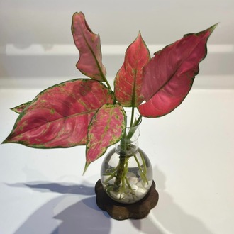 VİP | Aglaonema Red Valentine | Suda Yetişen Zarif Renk – Ahşap Altlıklı 