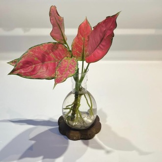 VİP | Aglaonema Red Valentine | Suda Yetişen Zarif Renk – Ahşap Altlıklı 
