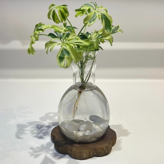 Schefflera Variegata | Suda Yetişen Yeşil Zarafet – Ahşap Altlıklı