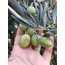 Ham yeşil zeytin 3kg (Gemlik)