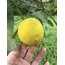 Lime limon (0,5 kg)