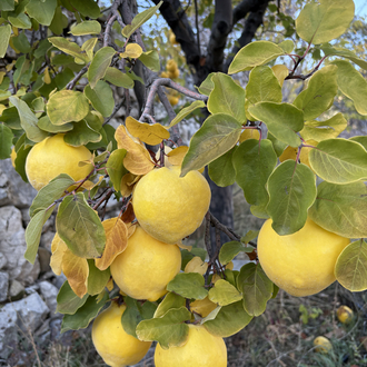 AYVA (yayla) (1 kg)
