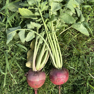 Turp (1 kg)