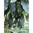 Pinkerton Avokado (iri boy/adet)