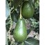 Wurtz Avokado (adet)