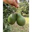 Wurtz Avokado (1 kg)