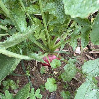 Turp (1 kg)
