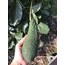 Pinkerton Avokado (iri boy/adet)