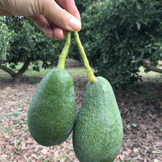 Fuerte Avokado (5 adet)