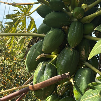 Papaya (yeşil/ham) (orta boy)