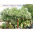 Sophora Japonica Fidanı Dağıtımı