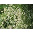 Sophora Japonica Fidanı Dağıtımı