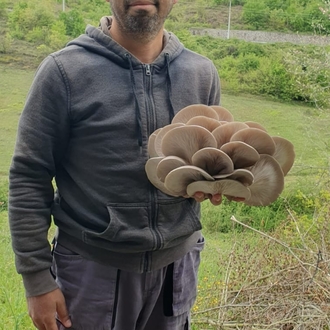 İstiridye Mantarı