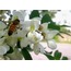 Sophora Japonica Fidanı Dağıtımı