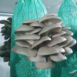 İstiridye Mantarı