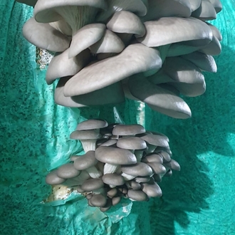 İstiridye Mantarı