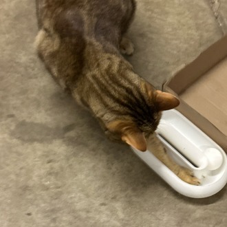 Kaybolmayan Toplu Kedi Oyuncağı | İnteraktif Oyun Kasesi