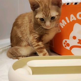 Kaybolmayan Toplu Kedi Oyuncağı | İnteraktif Oyun Kasesi
