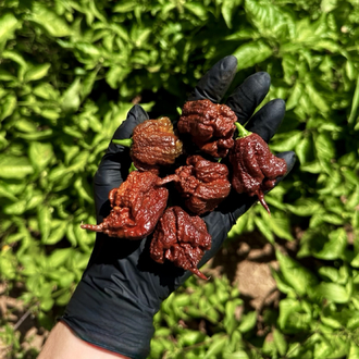 Carolinareaper Acı sos 50ml kavanoz