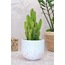 Renkli Terrazzo Oval Tabanlı Saksı