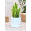 Renkli Terrazzo Saksı