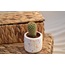 Terrazzo Saksı (Kaktüssüz)