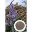 HAYIT (KADIN OTU) TOHUMU 250 gr.                 HAYIT TOHUMU TOZU 200 gr          