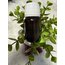 Nioli Yağı 20 ml