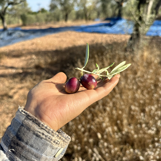 Naturel Sızma Zeytinyağı 1 L