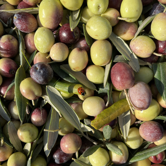 Erken Hasat Soğuk Sıkım Naturel Sızma Zeytinyağı 0.5L