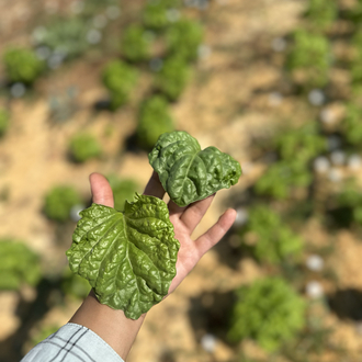 Kuru Fesleğen