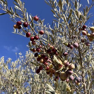 Naturel Sızma Zeytinyağı 1 L
