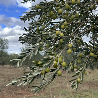 Erken Hasat Soğuk Sıkım Naturel Sızma Zeytinyağı 0.5L