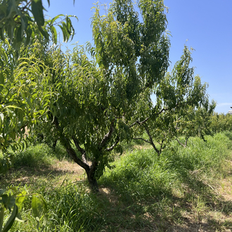Bayramiç Beyazı Marmelatı