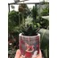 Hawortia sp.