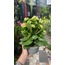 Kalanchoe 