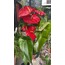 Mega Boy Anthurium 