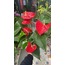 Büyük Boy Anthurium 