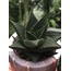 Hawortia sp.