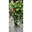 Pothos sarmaşığı