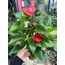 Anthurium 
