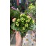 Kalanchoe 
