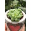 Sukulent (Sedum sp.)